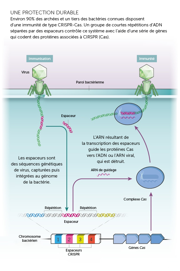 Une protection durable